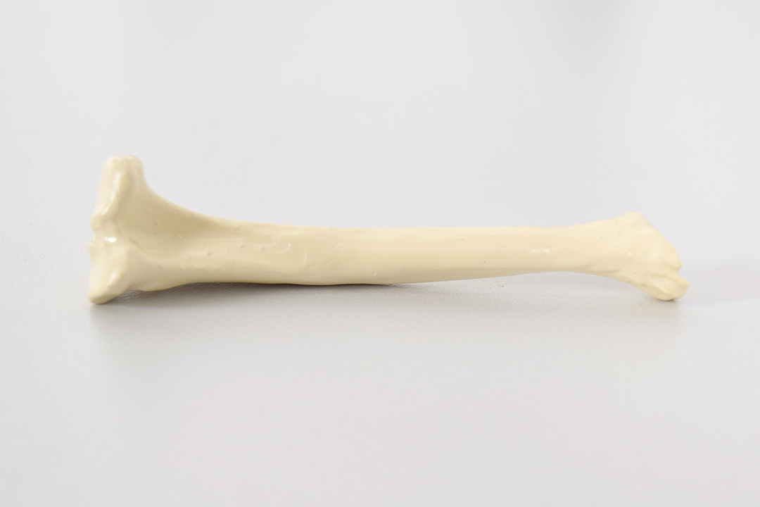 Canine Tibia